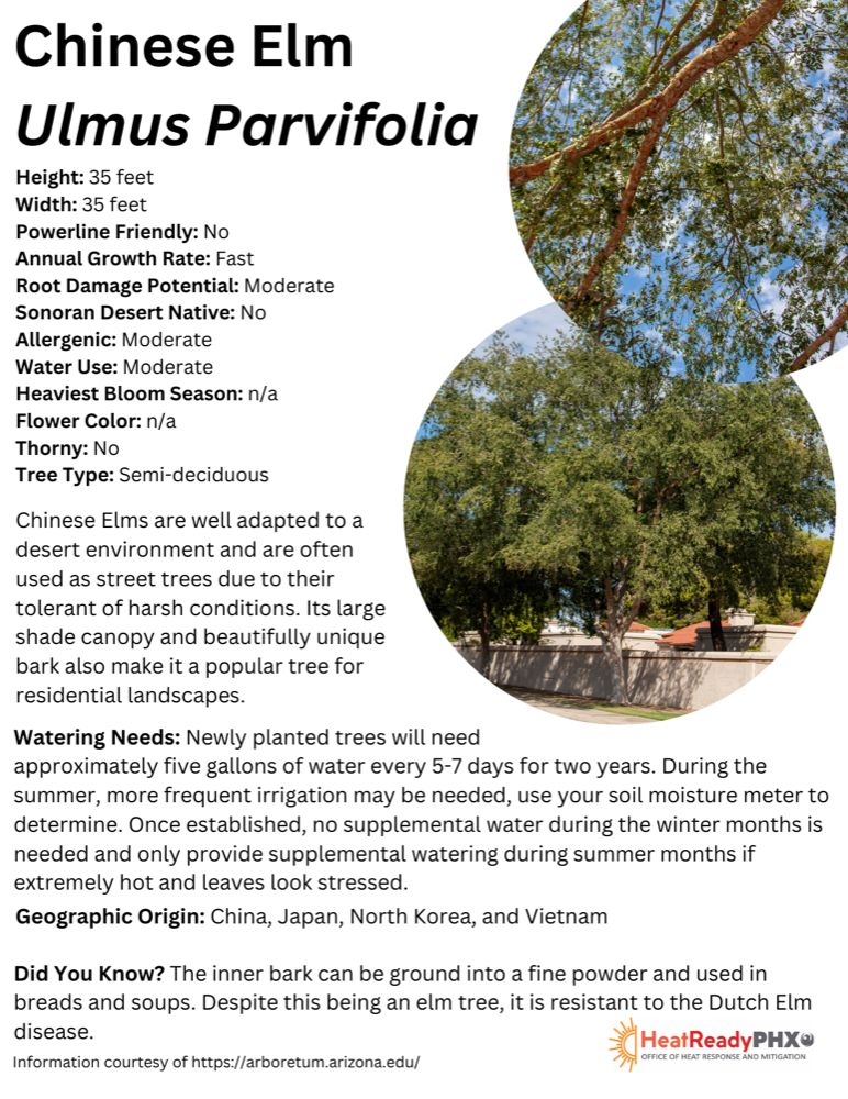 Chinese Elm