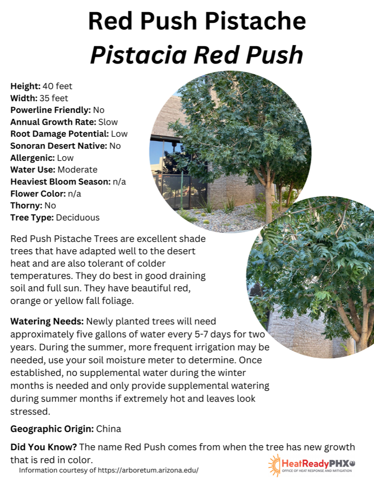 Red Push Pistache