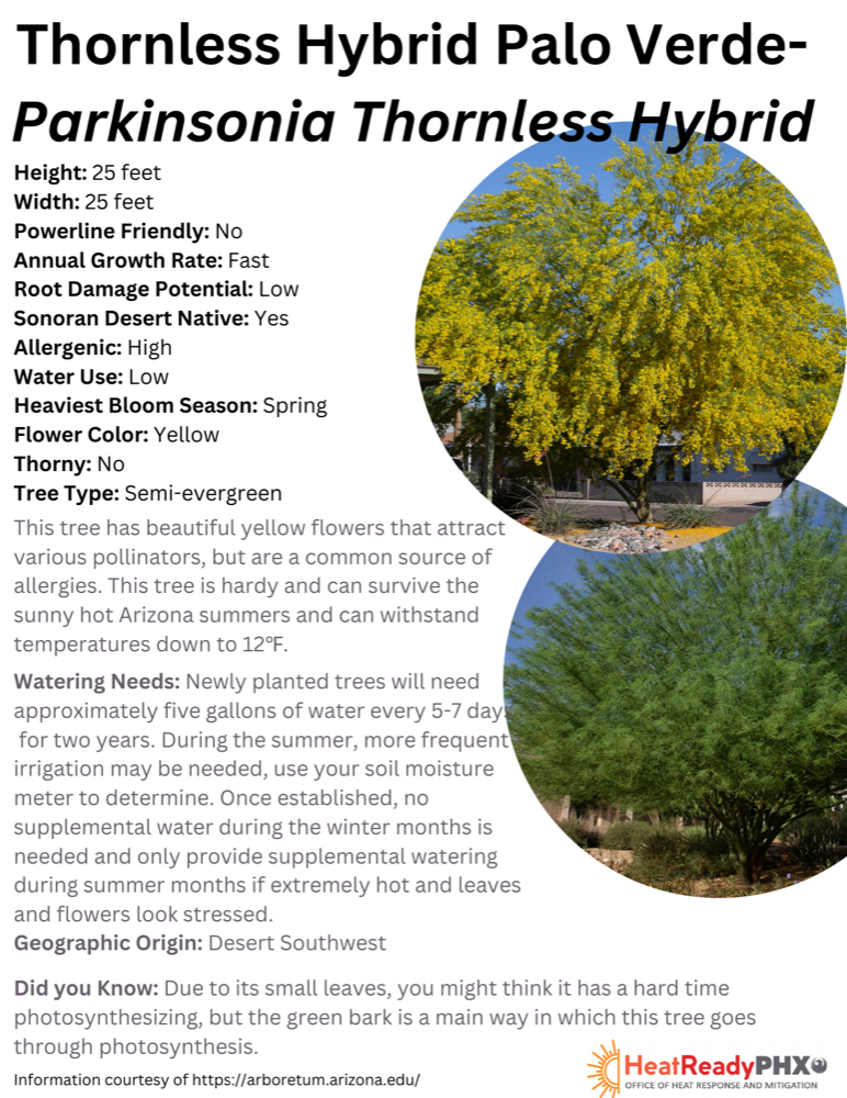 Thornless Hybrid Palo Verde