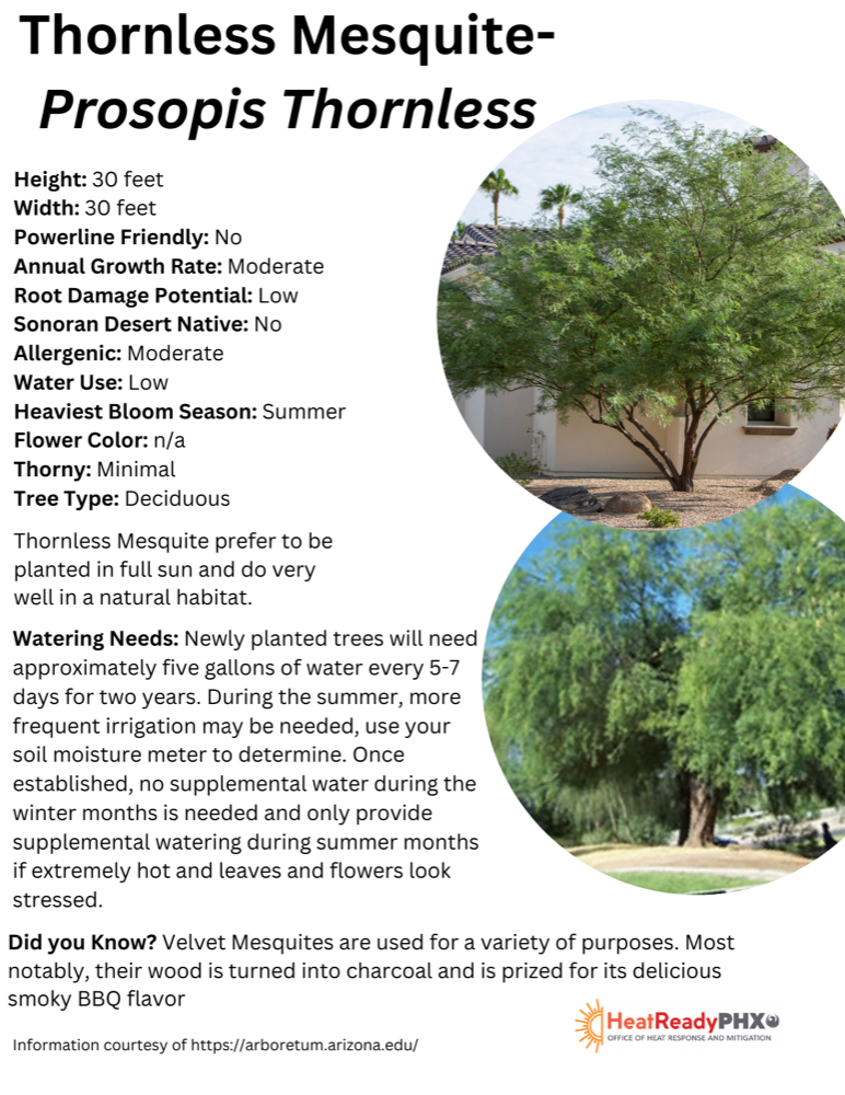 Thornless Mesquite