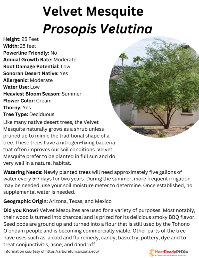 Velvet Mesquite